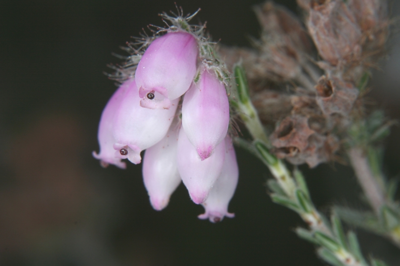 Glocken-Heide (<i>Erica tetralix</i>)